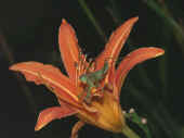 mantis on lily facing forward nice watercolor ca.jpg (114049 bytes)