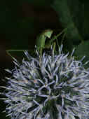 mantis on thistle facing forward.jpg (87855 bytes)