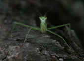 mantis upside down on tree 1 cropped.jpg (84338 bytes)