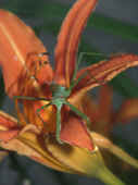 mantis vertical comp nice watercolor closeup view.jpg (129063 bytes)