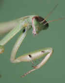 mantis with claw in focus too.jpg (121405 bytes)