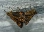 mating tiny moths 2 cropped.jpg (121882 bytes)