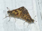 mating tiny moths cropped.jpg (137527 bytes)