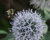 midair bee into thistle cropped.jpg (116467 bytes)