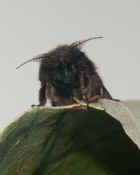 moth front view king of the mountain cropped.jpg (99324 bytes)