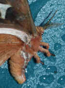 moth on table closeup.jpg (152361 bytes)