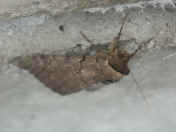 moth.jpg (113031 bytes)