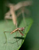 one mantis in front others oof in back cropped adj.jpg (157135 bytes)