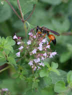 orange and black wasp 8-24-06 1.jpg (152659 bytes)