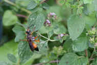 orange and black wasp 8-24-06 2.jpg (146522 bytes)