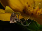 orbweaver hanging upside down on petal 2 cropped.jpg (161641 bytes)