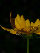 orbweaver hanging upside down on petal 2.jpg (106211 bytes)