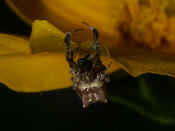 orbweaver hanging upside down on petal front view cropped.jpg (155226 bytes)