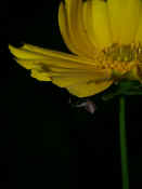 orbweaver hanging upside down on petal.jpg (104892 bytes)