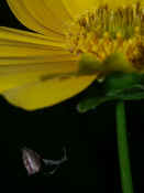 orbweaver in midair under flower legs in focus.jpg (146648 bytes)