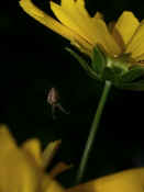 orbweaver in midair under flower legs outstretched.jpg (144422 bytes)