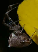 orbweaver side view hanging on side of flower petals other flowers in bkg cropped.jpg (140329 bytes)