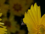 orbweaver side view hanging on side of flower petals other flowers in bkg.jpg (130018 bytes)