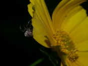 orbweaver side view hanging on side of flower petals.jpg (119371 bytes)