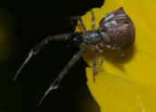 orbweaver side view reaching out from flower petals cropped.jpg (145299 bytes)