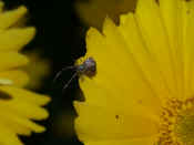 orbweaver side view reaching out from flower petals.jpg (133449 bytes)