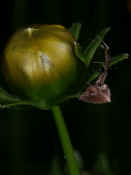 orbweaver side view underneath closed flower on right side.jpg (143573 bytes)