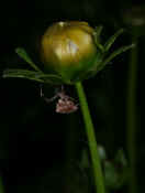 orbweaver side view underneath closed flower.jpg (123993 bytes)