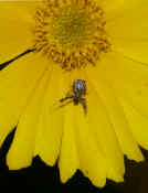 orbweaver top view on flower petals cropped.jpg (167102 bytes)