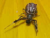 orbweaver top view on flower petals cropped twice.jpg (135178 bytes)