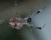 orbweaver underside view cropped.jpg (111064 bytes)