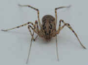 patterned spider facing forward slightly oof cropped.jpg (128549 bytes)