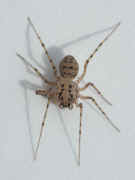 patterned spider top view cropped rot.jpg (119124 bytes)