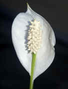 peace lily closeup 2 cropped adj copy.jpg (120743 bytes)