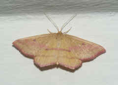 peach moth top view cropped.jpg (95034 bytes)