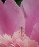 peony back view peering over edge 3 cropped.jpg (138960 bytes)