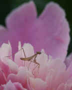 peony back view peering over edge cropped.jpg (138702 bytes)