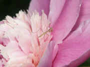 peony cleaning mantis flash.jpg (138027 bytes)