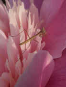 peony cleaning mantis no flash cropped.jpg (92719 bytes)