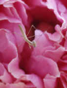 peony curved mantis a little oof cropped.jpg (103404 bytes)