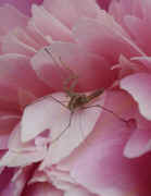 peony deformed mantis cropped.jpg (98428 bytes)