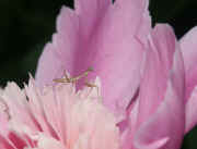 peony side view peering over edge cropped.jpg (125823 bytes)