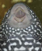 pleco right side up closeup cropped.jpg (135268 bytes)