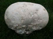 puffball 9-27-06 side 1.jpg (135005 bytes)