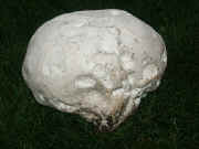 puffball 9-27-06 side 2a.jpg (153613 bytes)