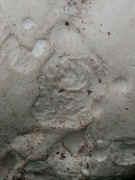 puffball 9-27-06 side 2c.jpg (133825 bytes)