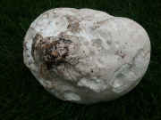 puffball 9-27-06 underside.jpg (150494 bytes)