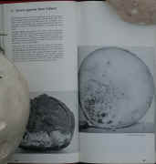 puffball info 9-27-06.jpg (193775 bytes)