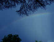 rainbow lots of pine needles cropped.jpg (135546 bytes)