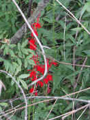 red flowers.jpg (156262 bytes)