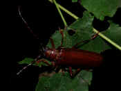 reddish brown beetle on leaf in air facing left 2.jpg (145034 bytes)